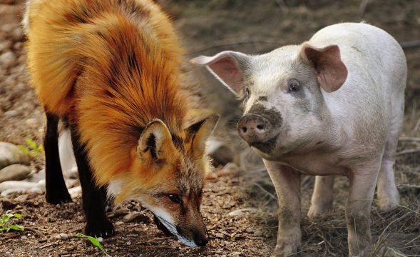 Vom Sparfuchs zum Trüffelschwein