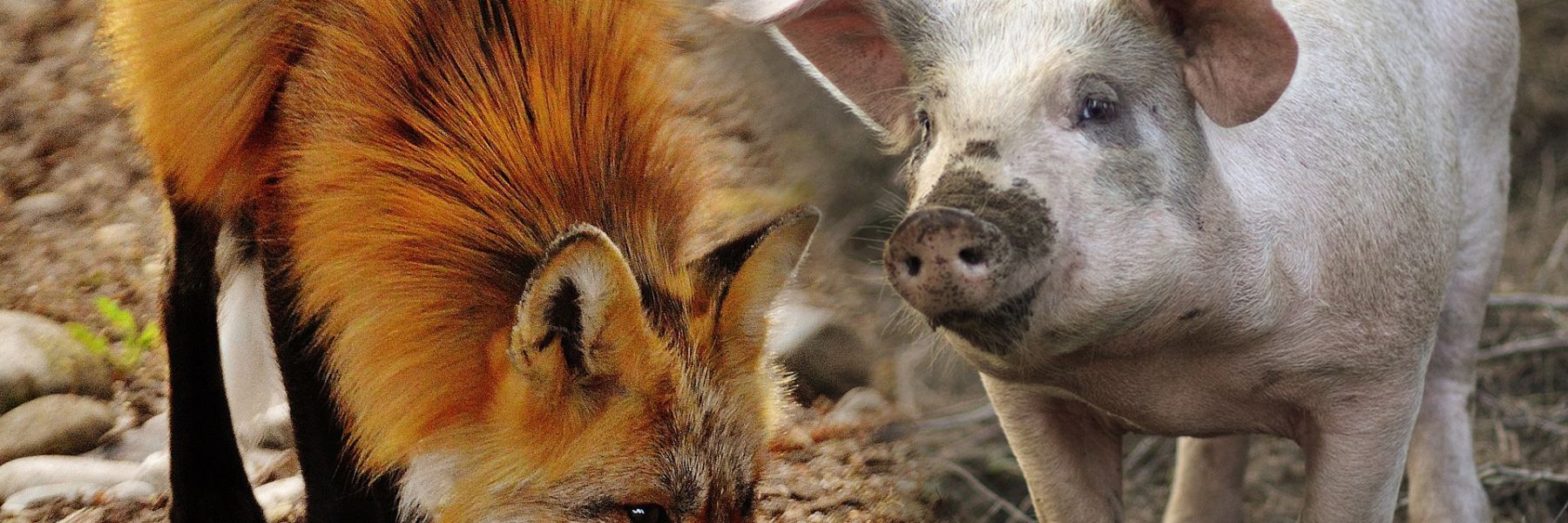 Vom Sparfuchs zum Trüffelschwein